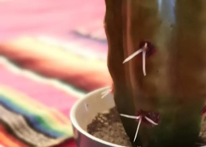 Отель L'astrolabe